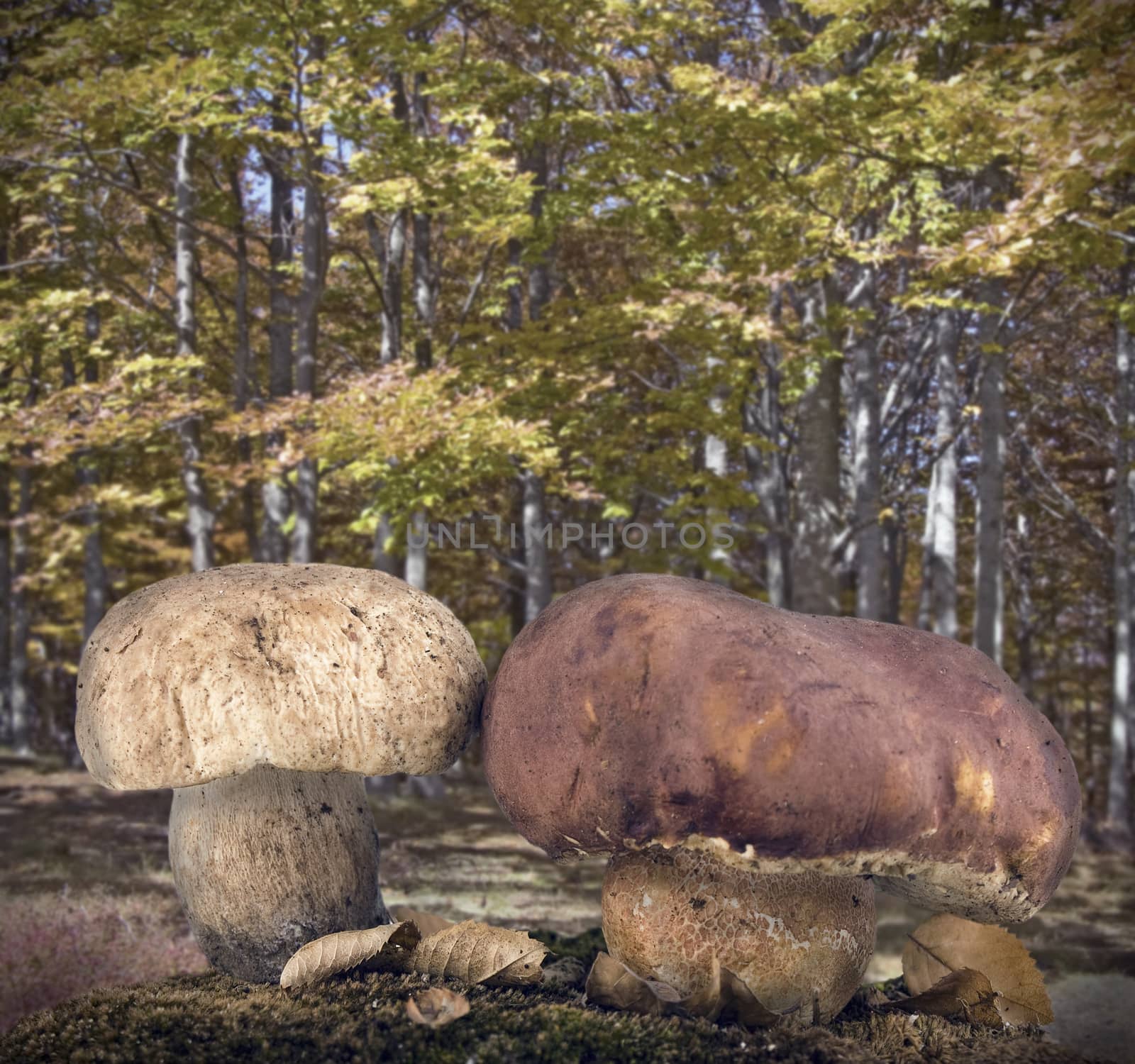 porcini mushrooms and forest background collage