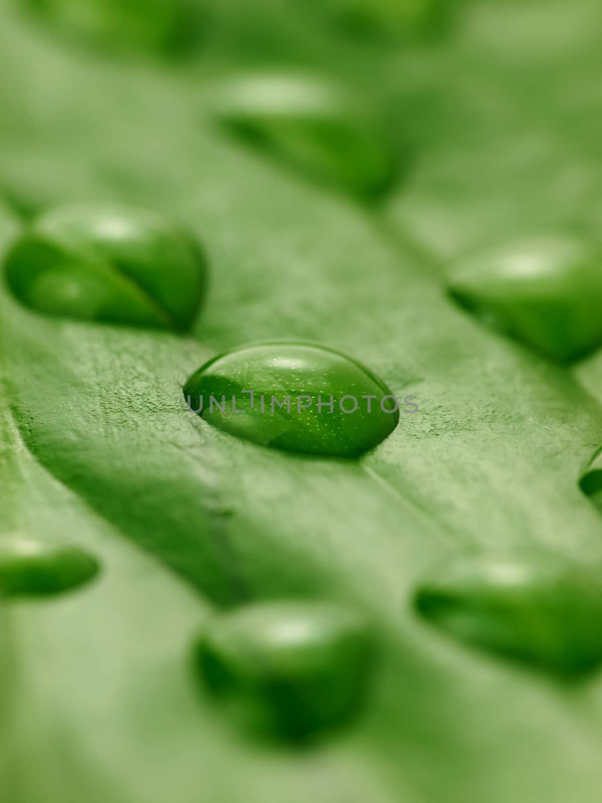 water drops on a green leaf by sette
