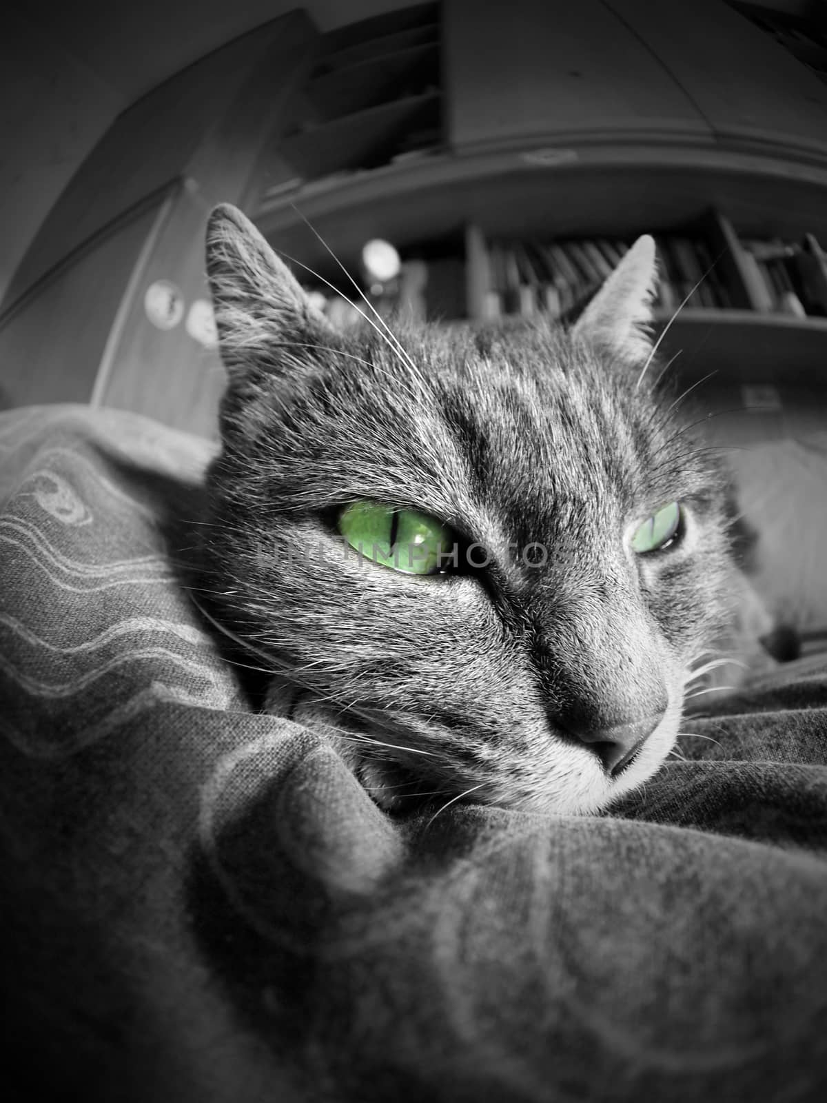 black and white cat portrait with green eyes