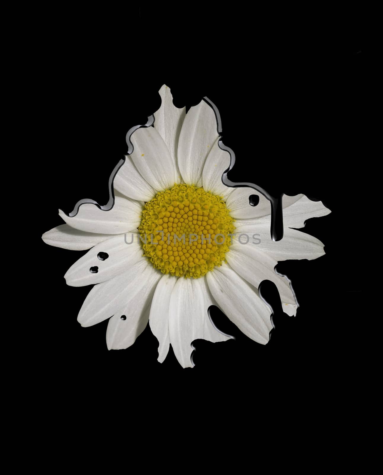 one dirty daisy in black dripping background by sette