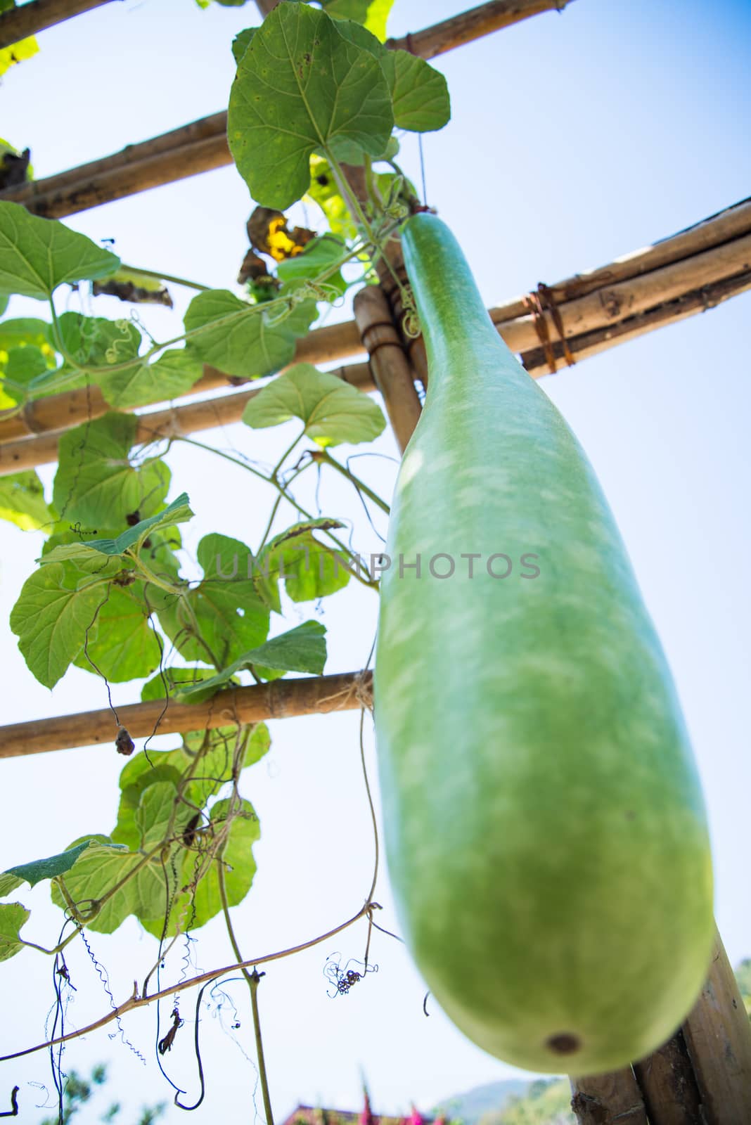 close up of the calabash vegetable