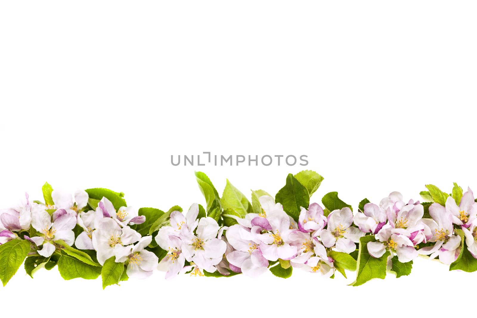 Border of pink apple blossoms row isolated on white background