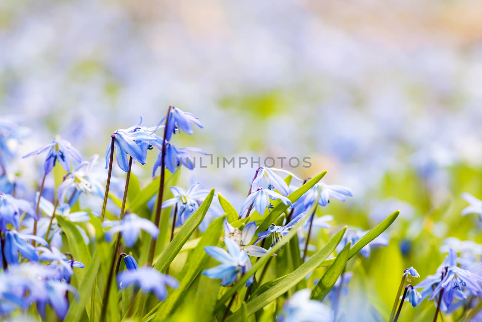 Spring background with early blue flowers glory-of-the-snow and copy space for text