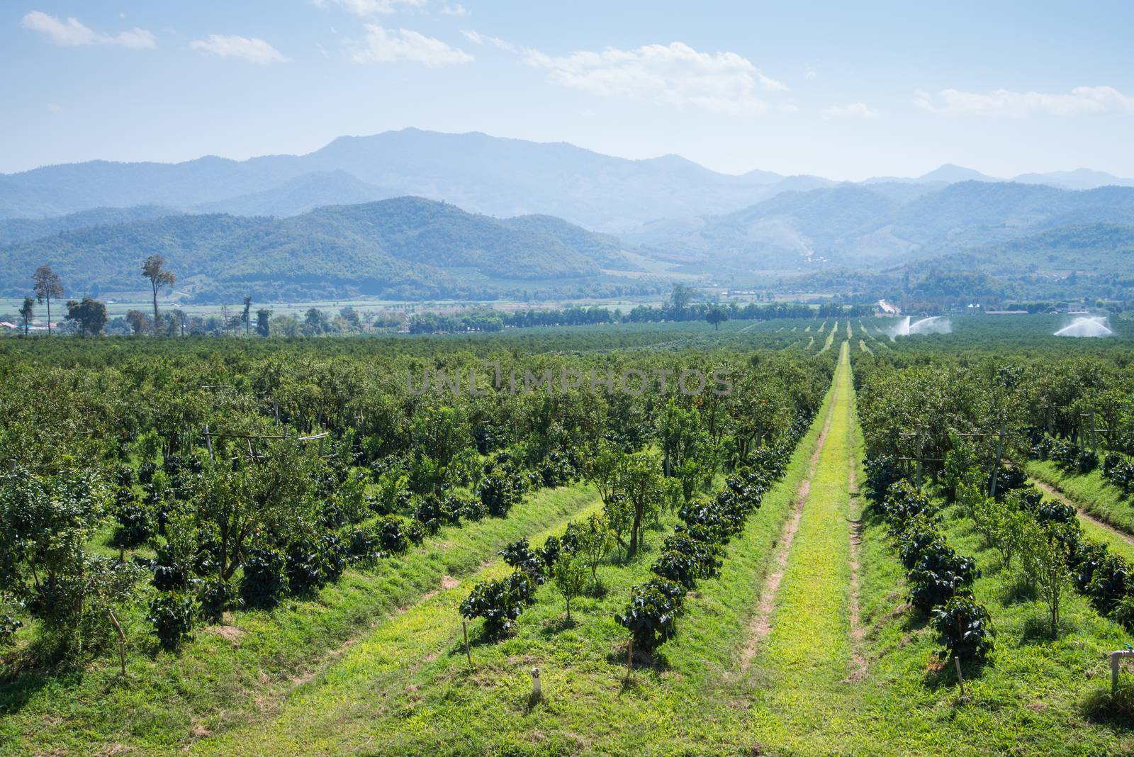 Thanatorn orange farm locate at Chiangmai,Thailand