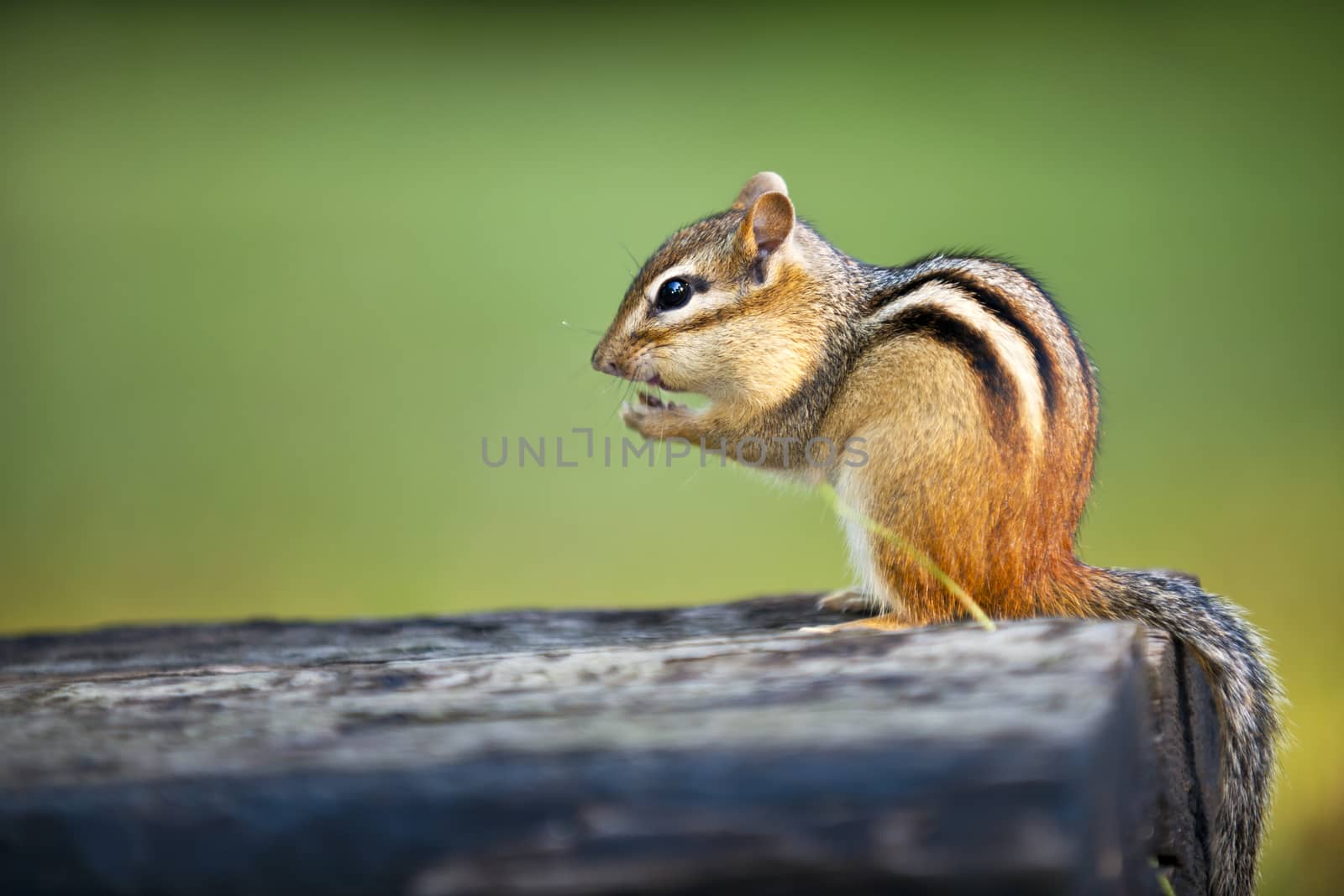 Wild chipmunk sitting on log eating peanut