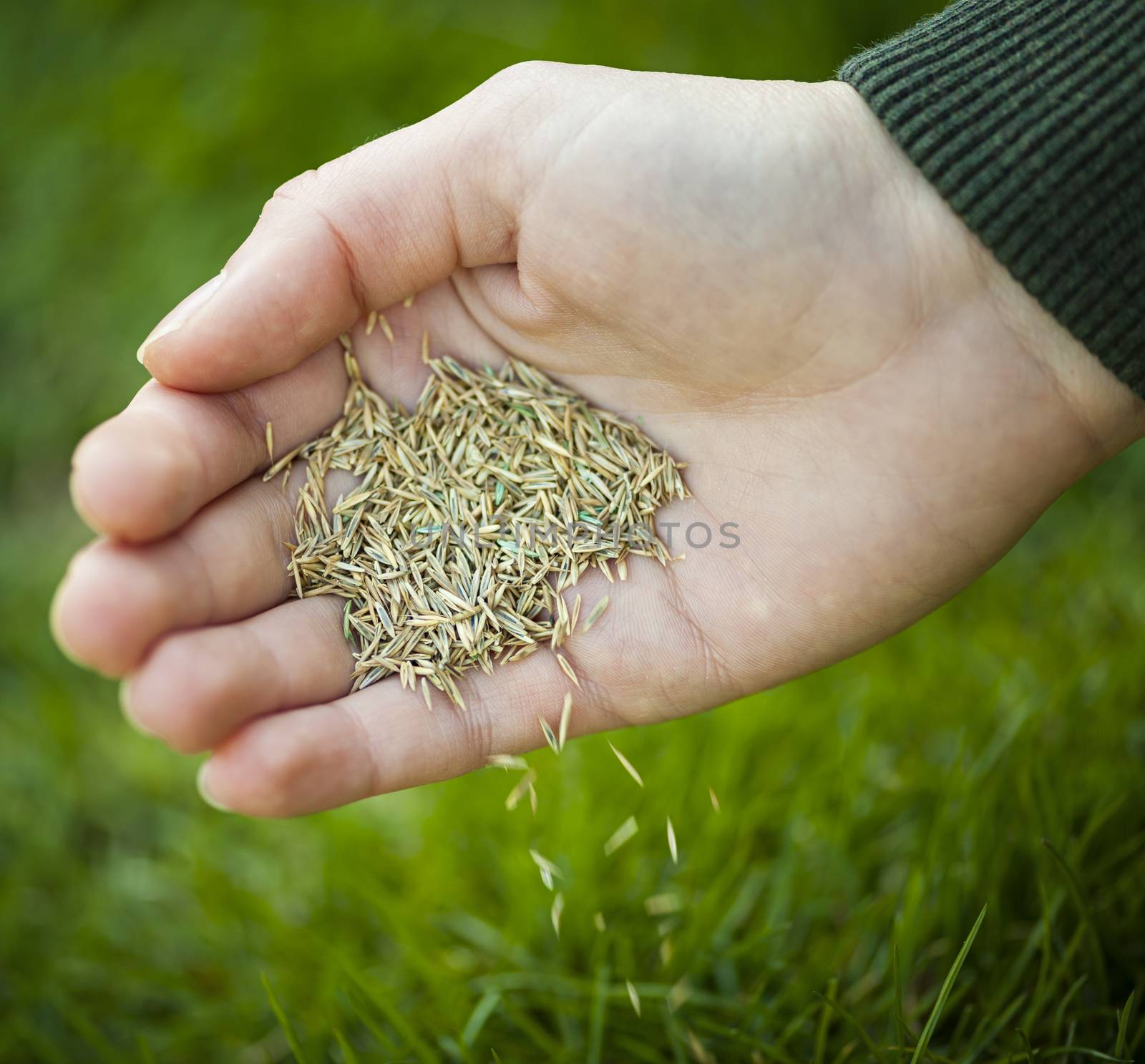 Hand planting grass seeds by elenathewise