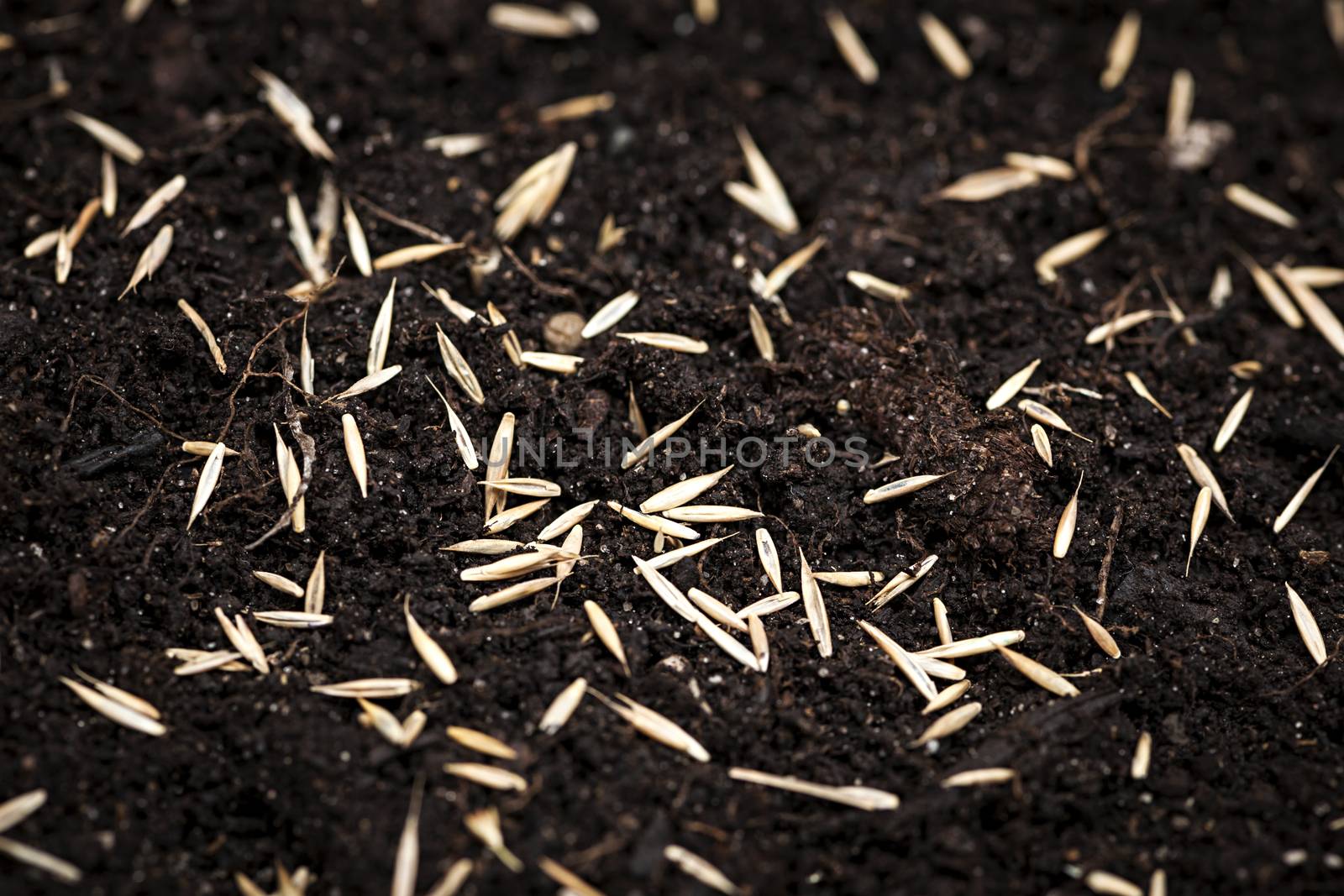 Closeup of grass seeds on fertile soil