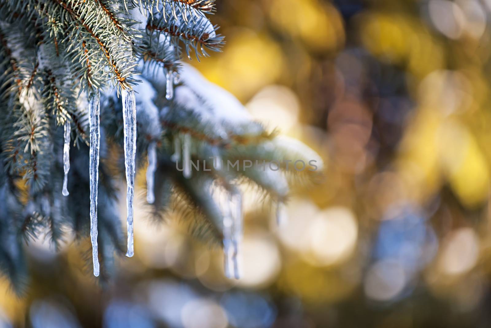 Icicles on fir tree in winter by elenathewise