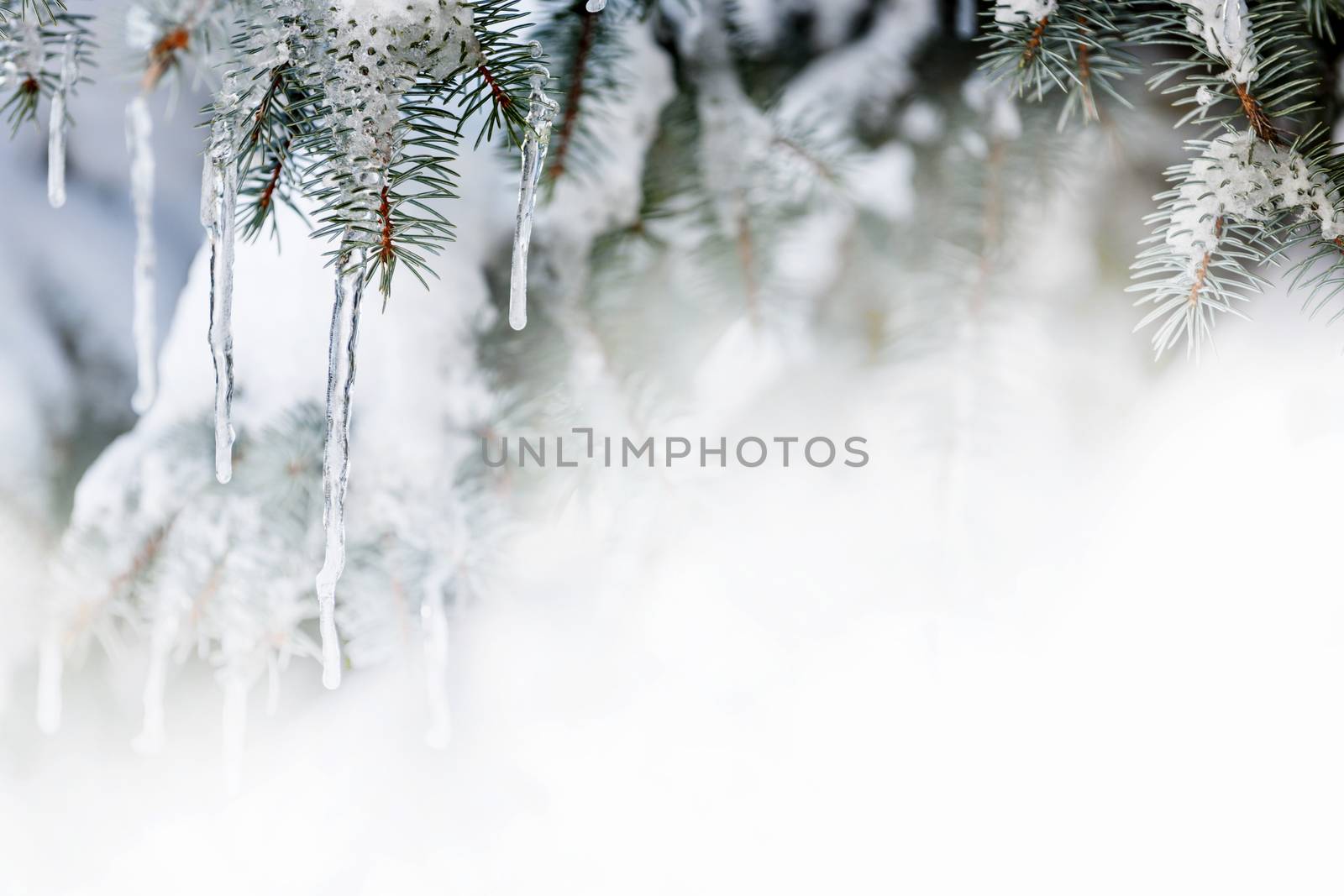 Winter background with icicles on fir tree by elenathewise