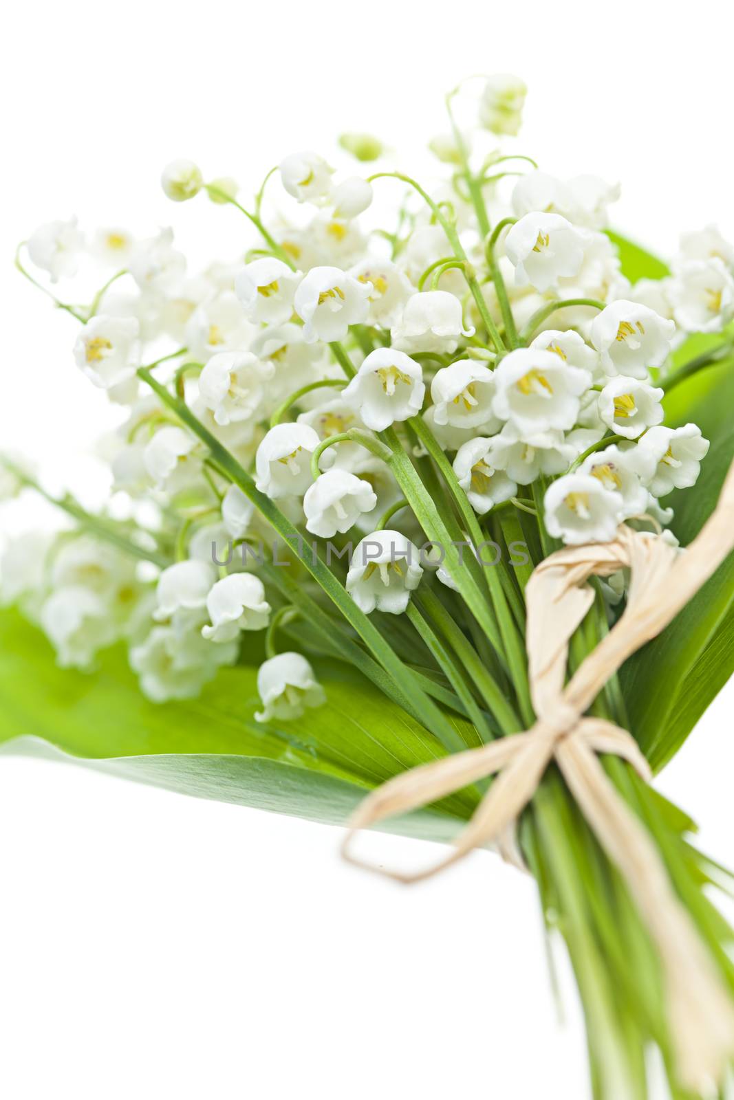 Lily of the valley flowers bouquet isolated on white background