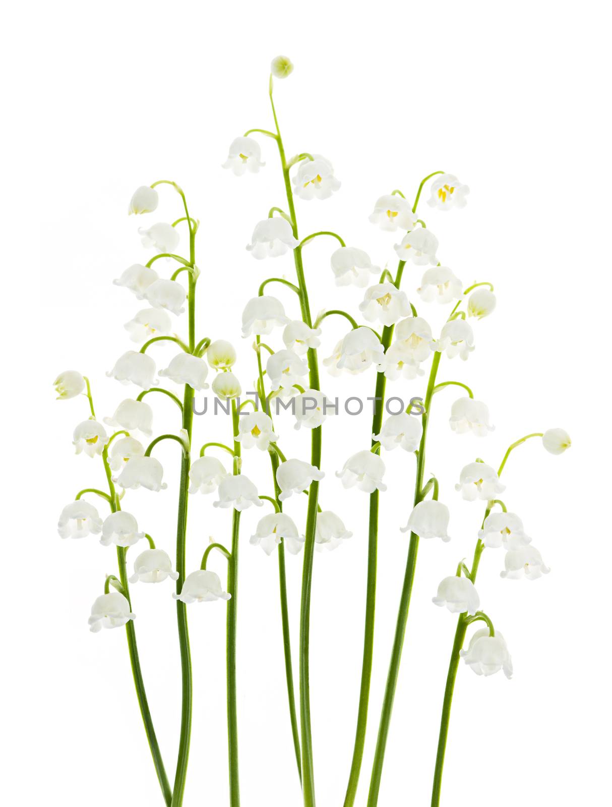Lily-of-the-valley flowers on white by elenathewise