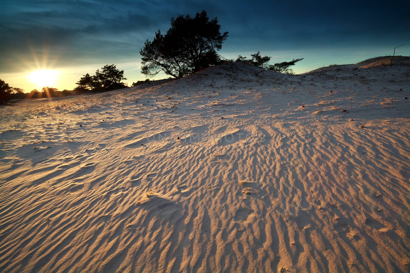 gold evening sunshine over sand dunes, Nunspeet, Gelderland, Netherlands