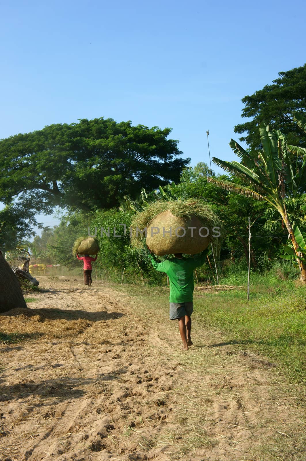 DONG THAP, VIET NAM- NOV 12: People carry  rice straw on his 's head and walking on the path in harvest in Dong Thap, Viet Nam on Nov 12, 2013