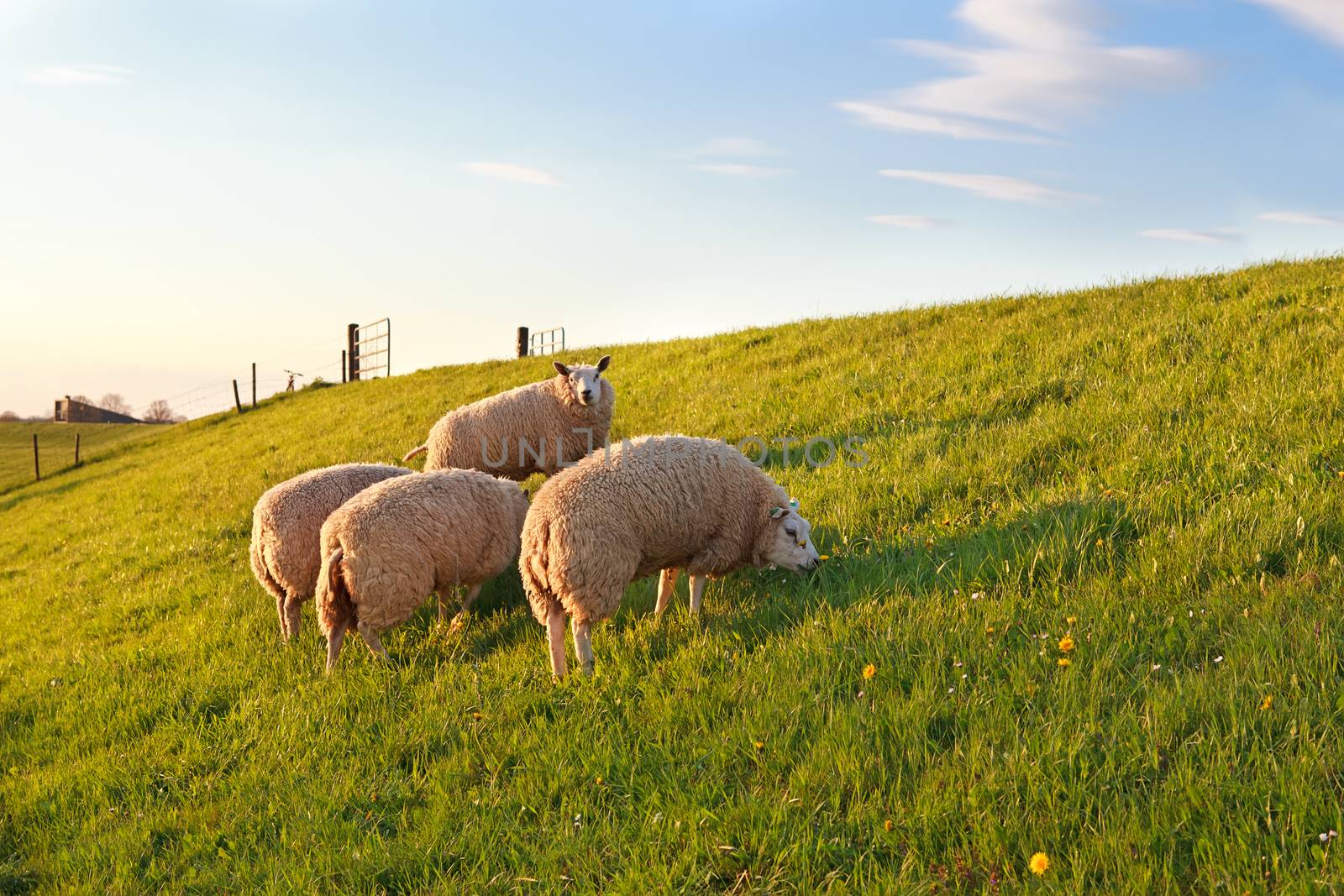 sheep grazing on green spring pasture, Holland