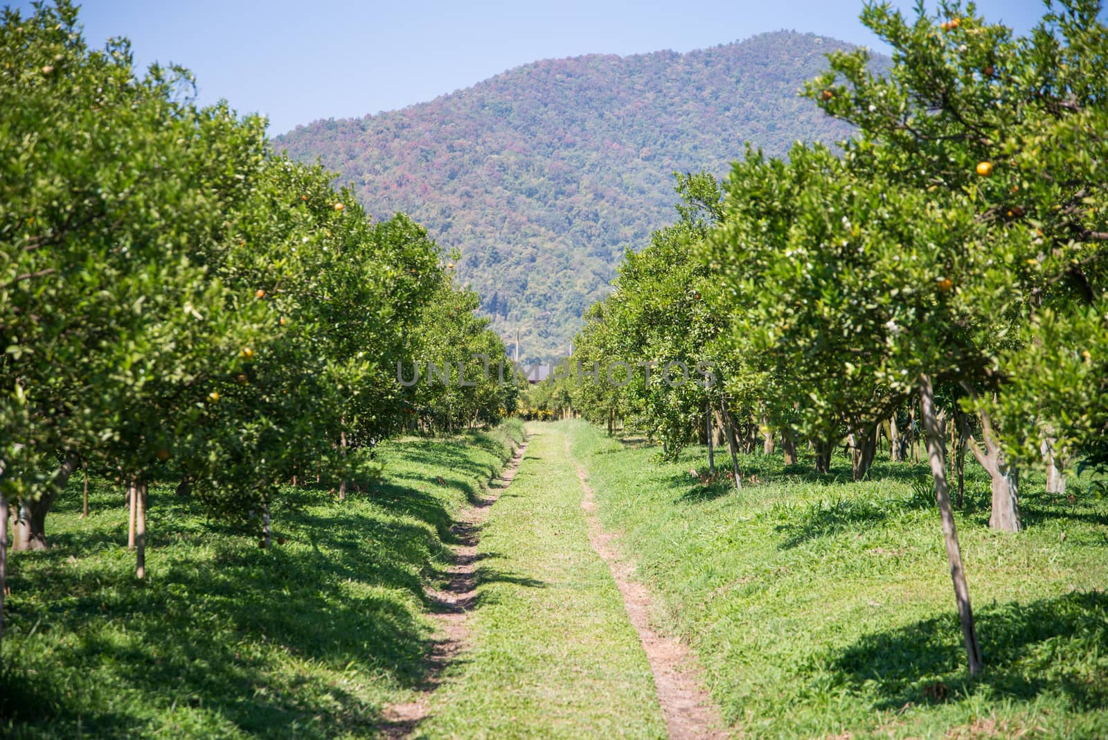 Thanatorn orange farm locate at Chiangmai,Thailand