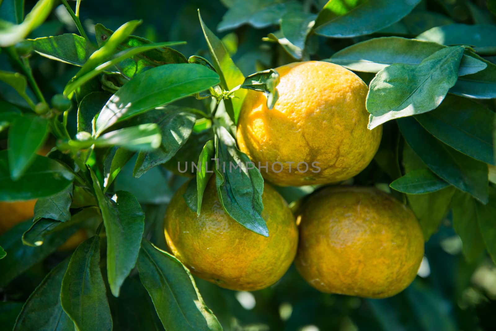 orange trees with fruits on plantation,Thailand