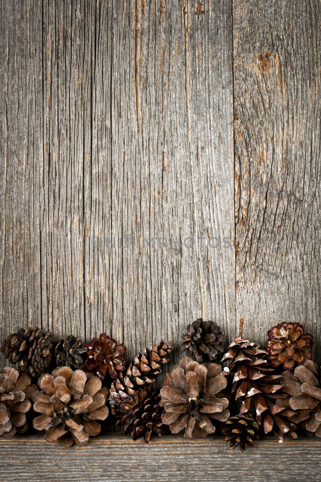 Wood background with pine cones by elenathewise