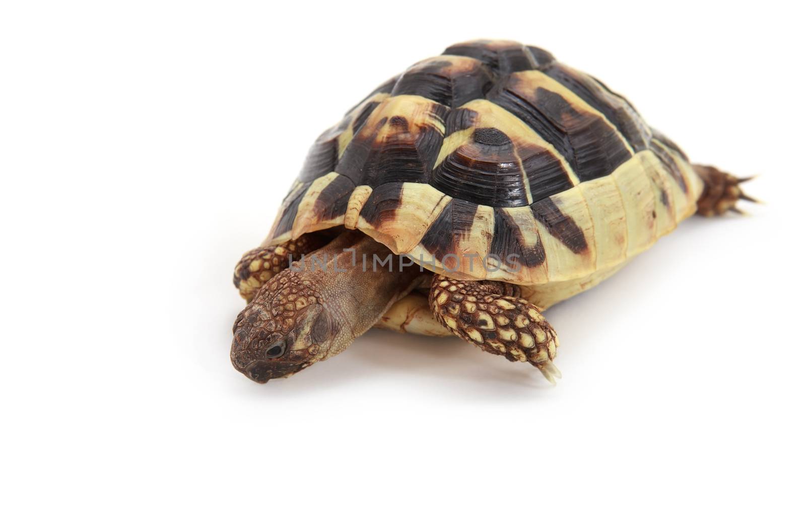 baby Hermann's tortoise on white background