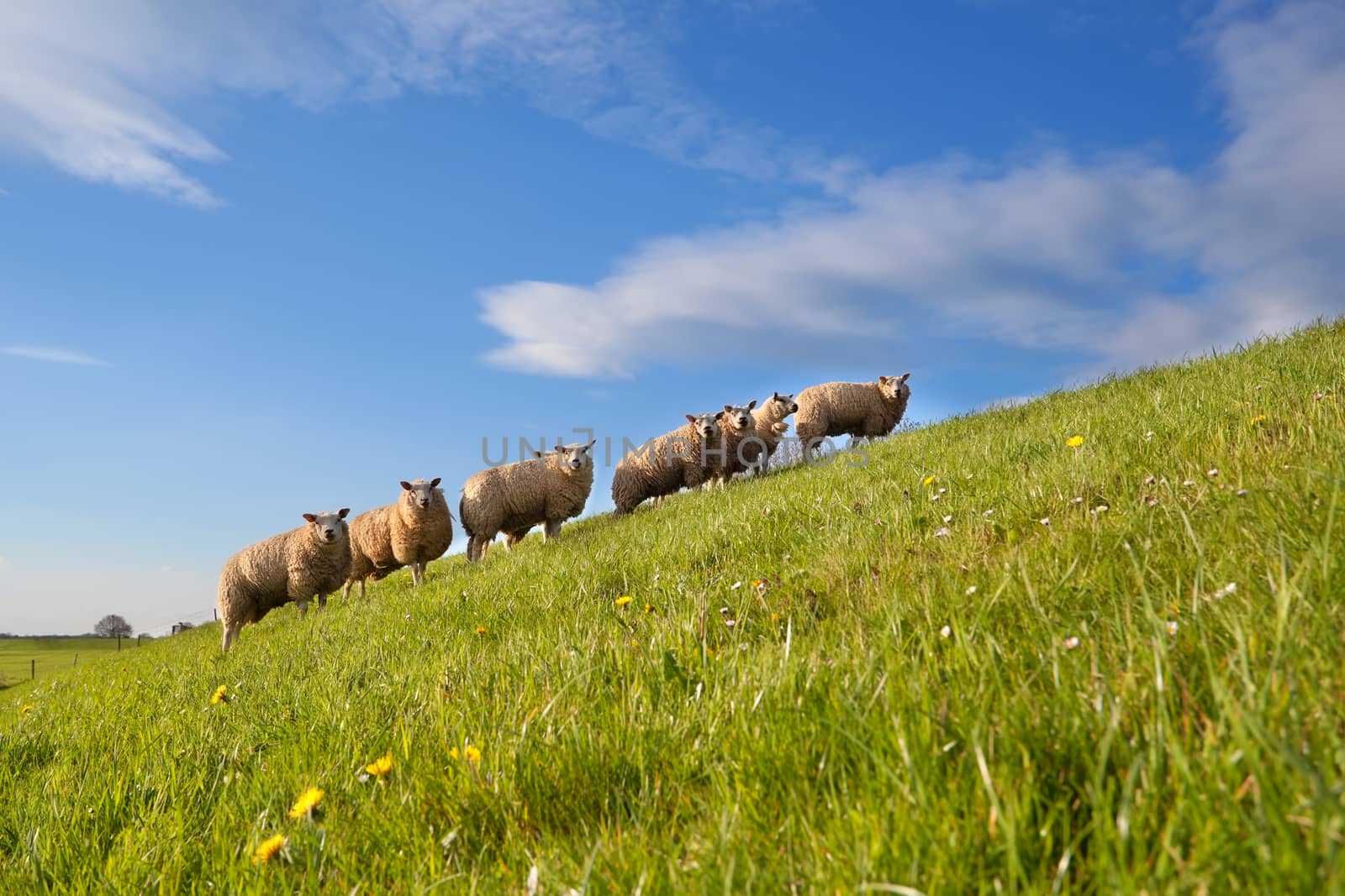 sheep herd on green summer pasture by catolla