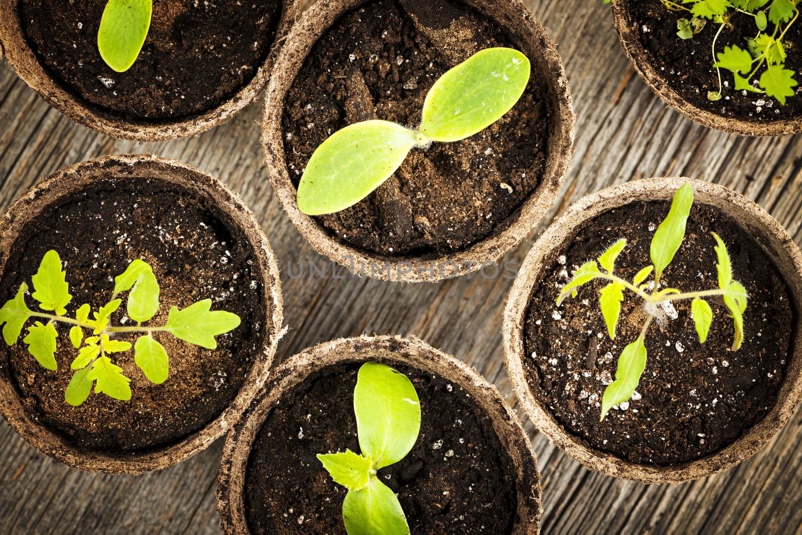 Potted seedlings growing in biodegradable peat moss pots from above