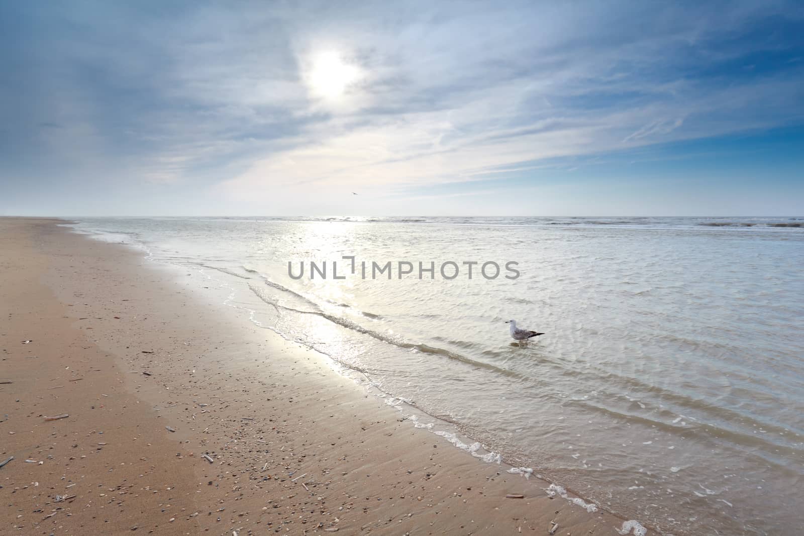 seagull in North sea waves on sand sunny beach, Holland