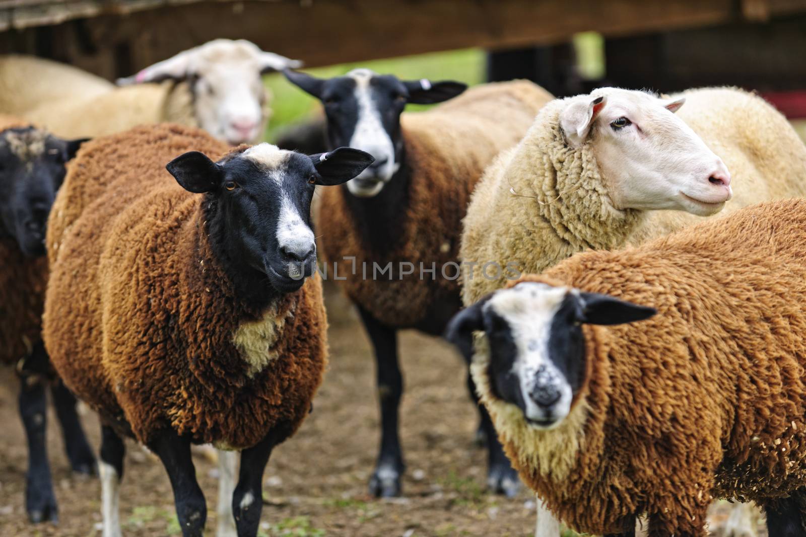 Group of cute sheep standing on small scale biodynamic farm
