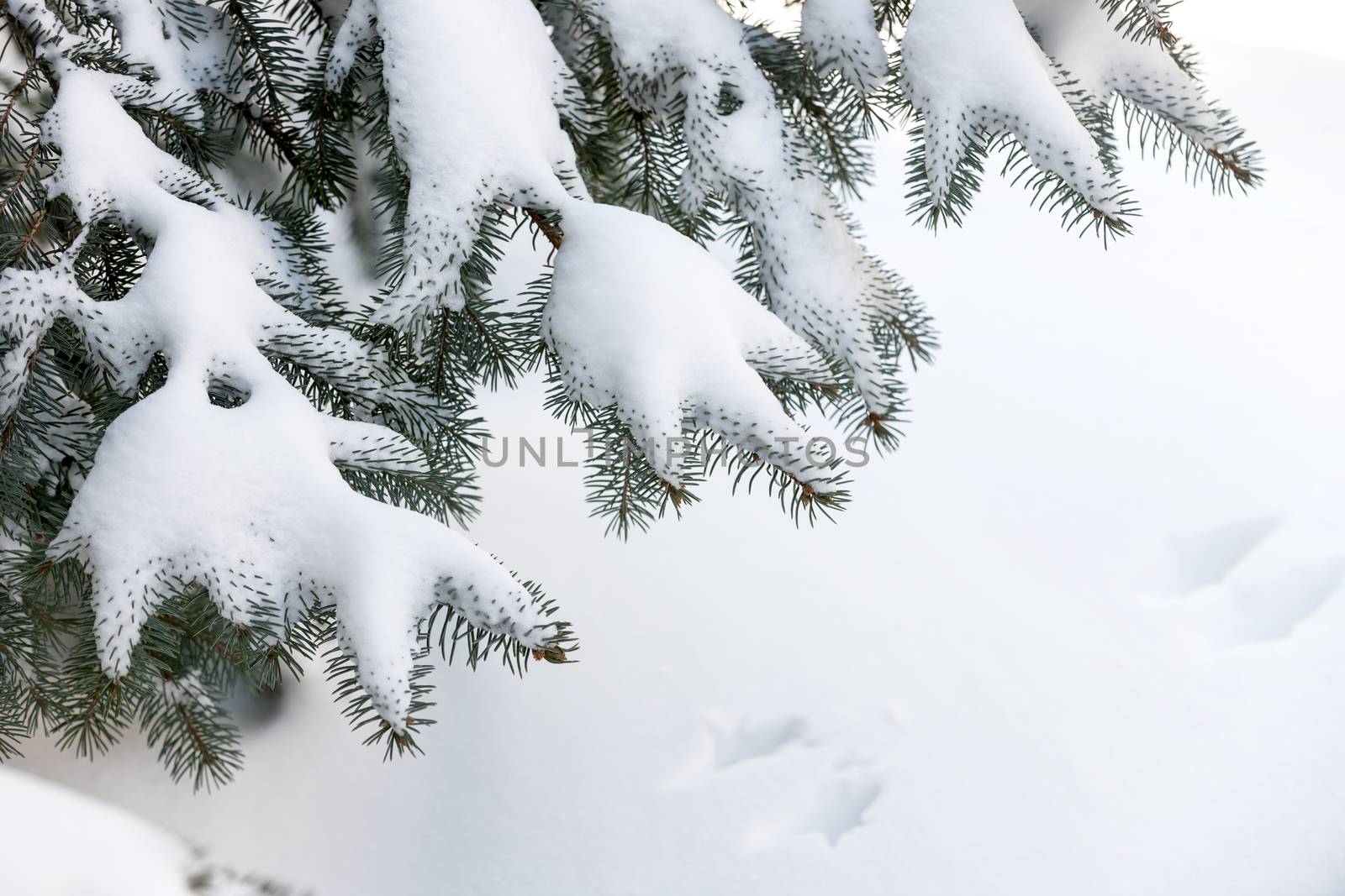 Snow on winter evergreen branches by elenathewise