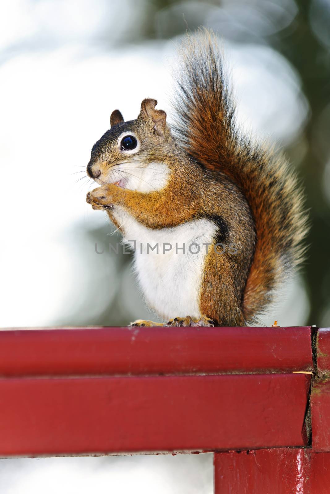 Tree squirrel eating nut sitting on wooden red railing