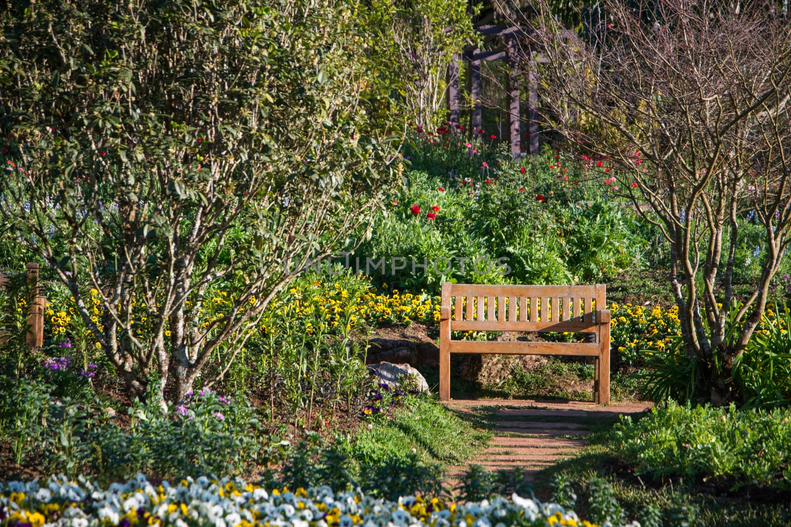 Lonely bench in the park at Doi Ang-Khang, Chaing Mai, Thailand