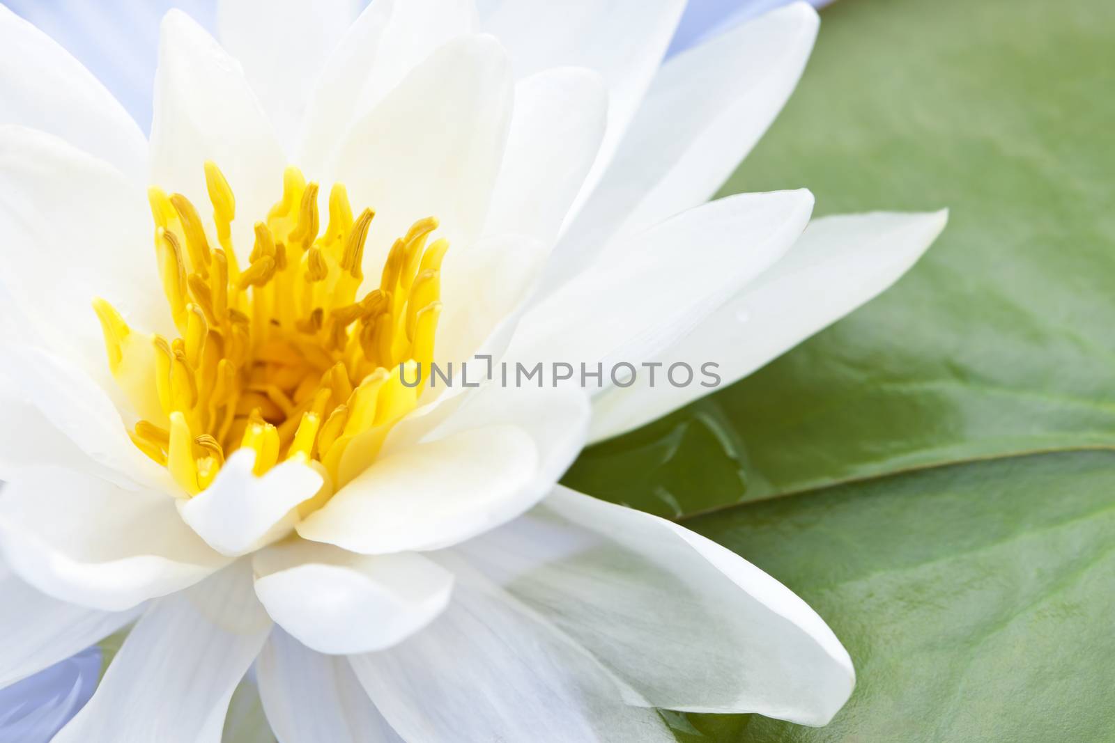 White lotus flower or water lily floating