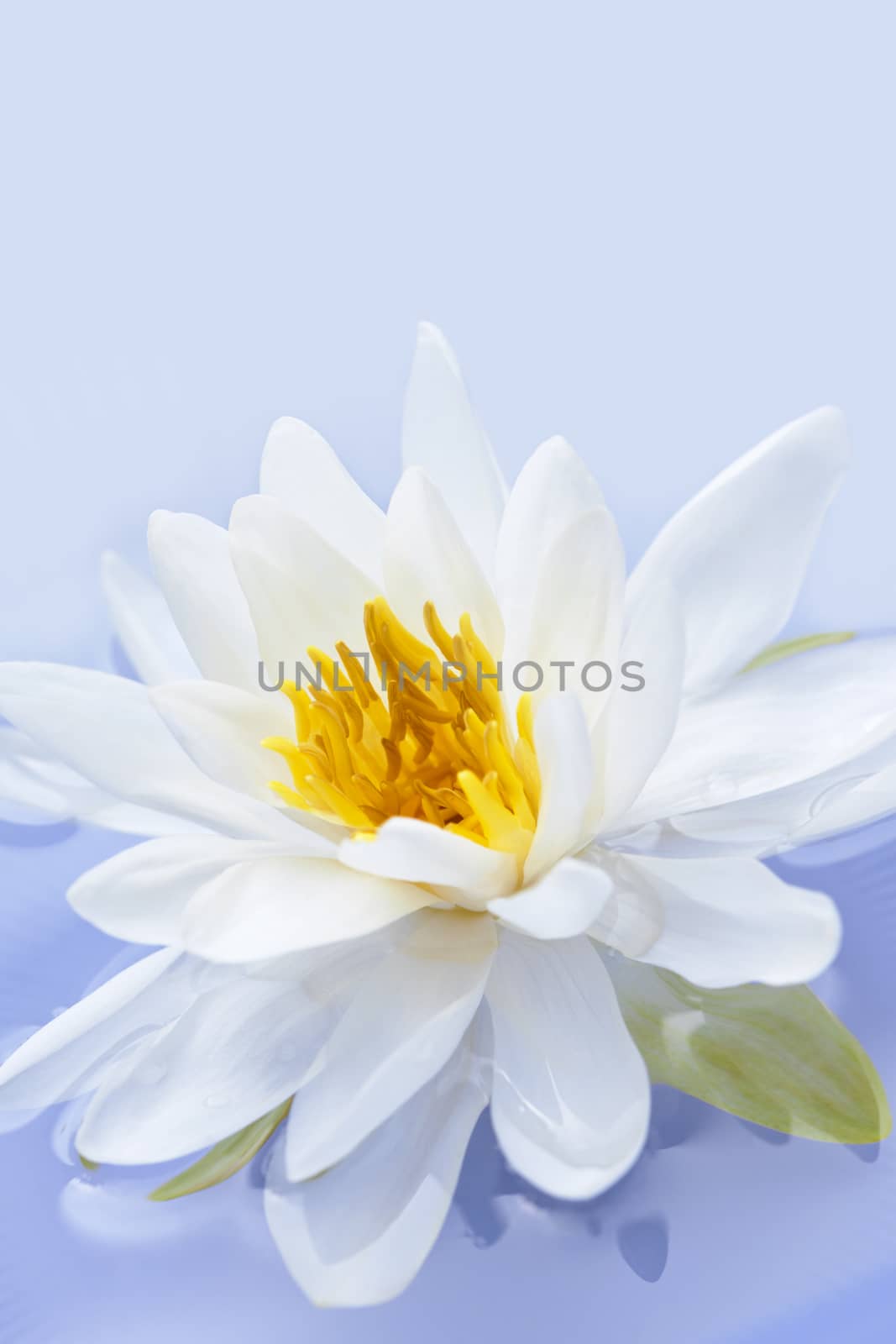 Lotus flower by elenathewise