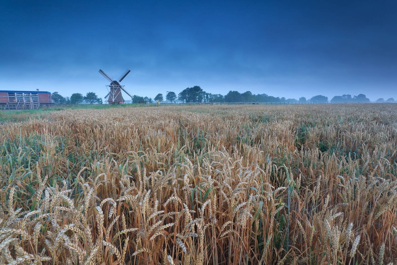 windmill on wheat field in dusk, Groningen, Netherlands