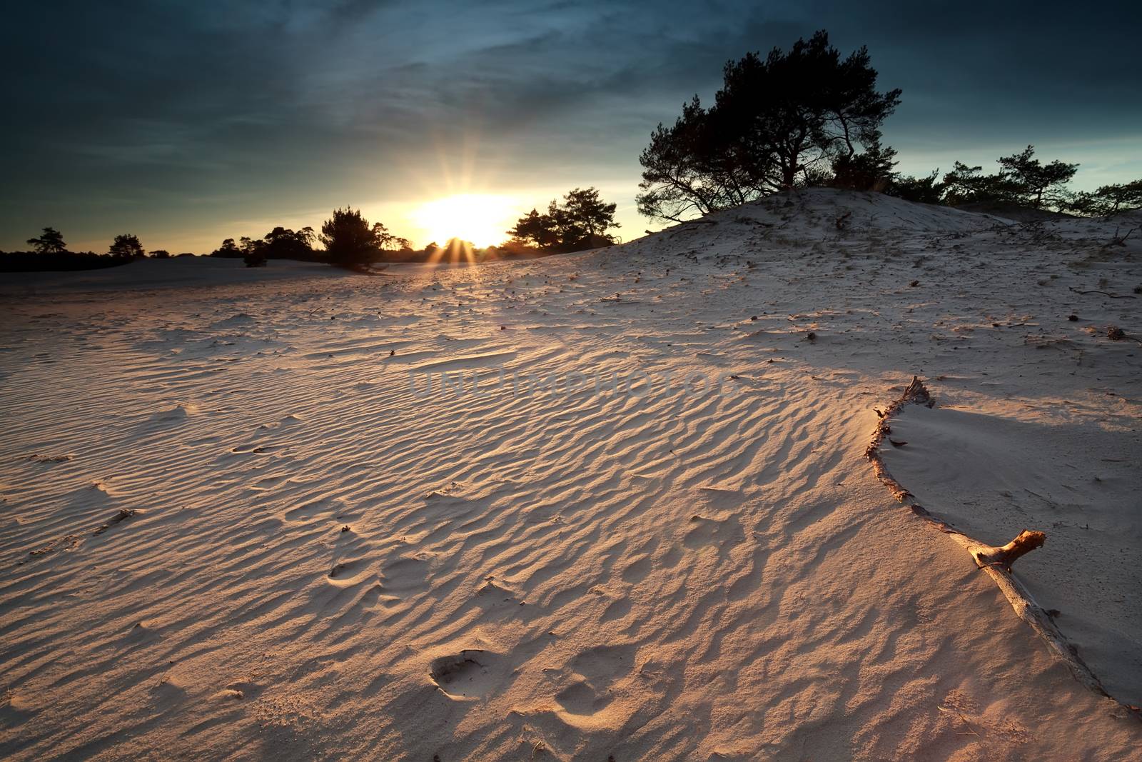 gold sunshine over sand dunes before sunset, Nunspeet, Gelderland, Netherlands