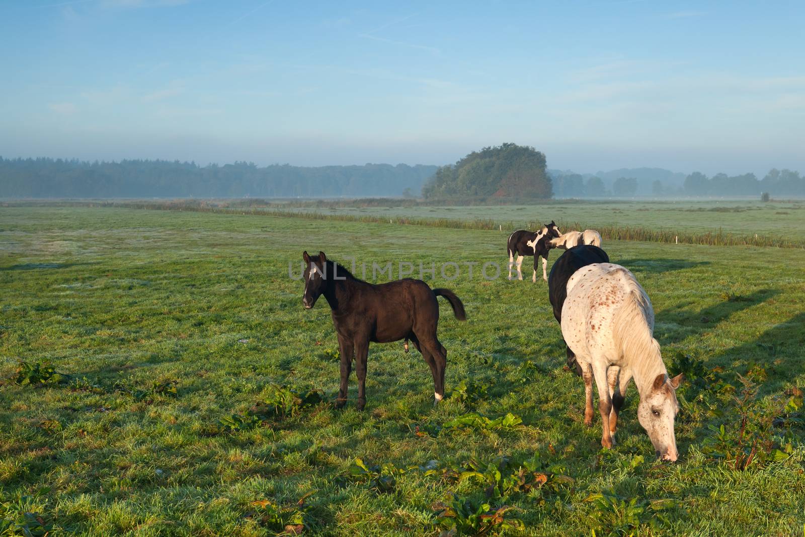 horses grazing on morning pasture in summer