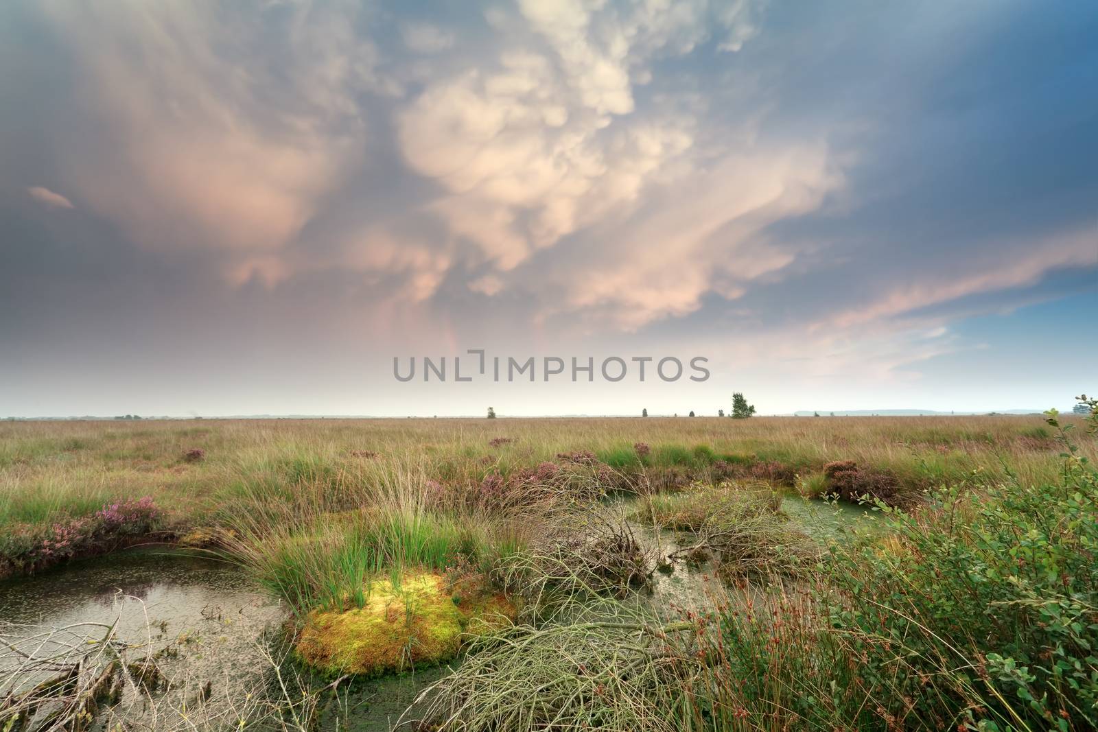 mammatus clouds over swamp at sunset, Netherlands