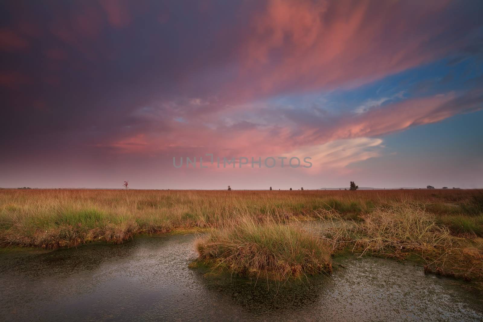 dramatic pink sunset over swamp, Drenthe, Netherlands