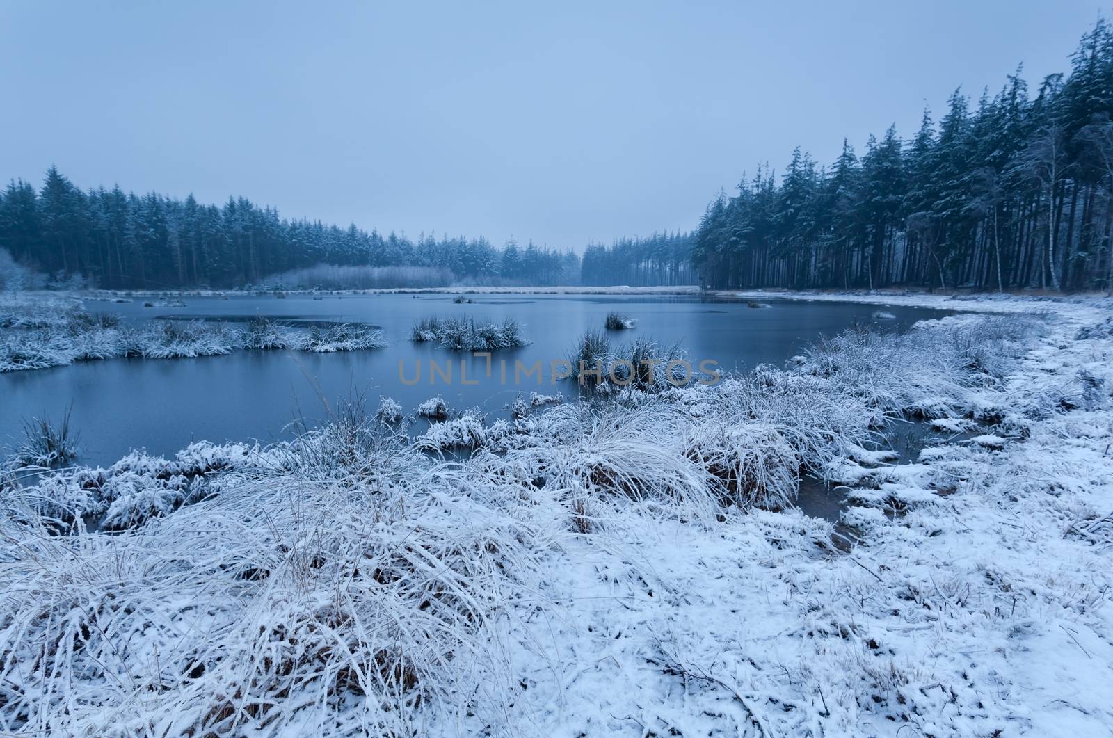 snow misty morning on lake in coniferous forest