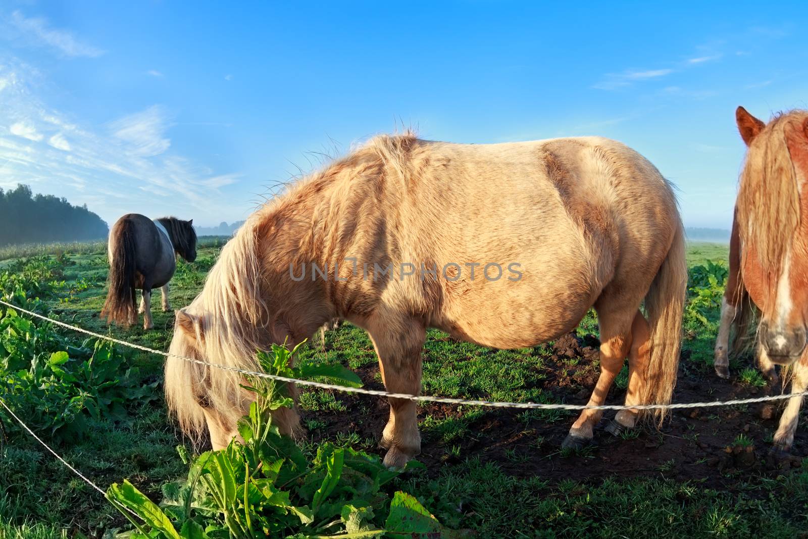 pony graze on sunny pasture, Holland