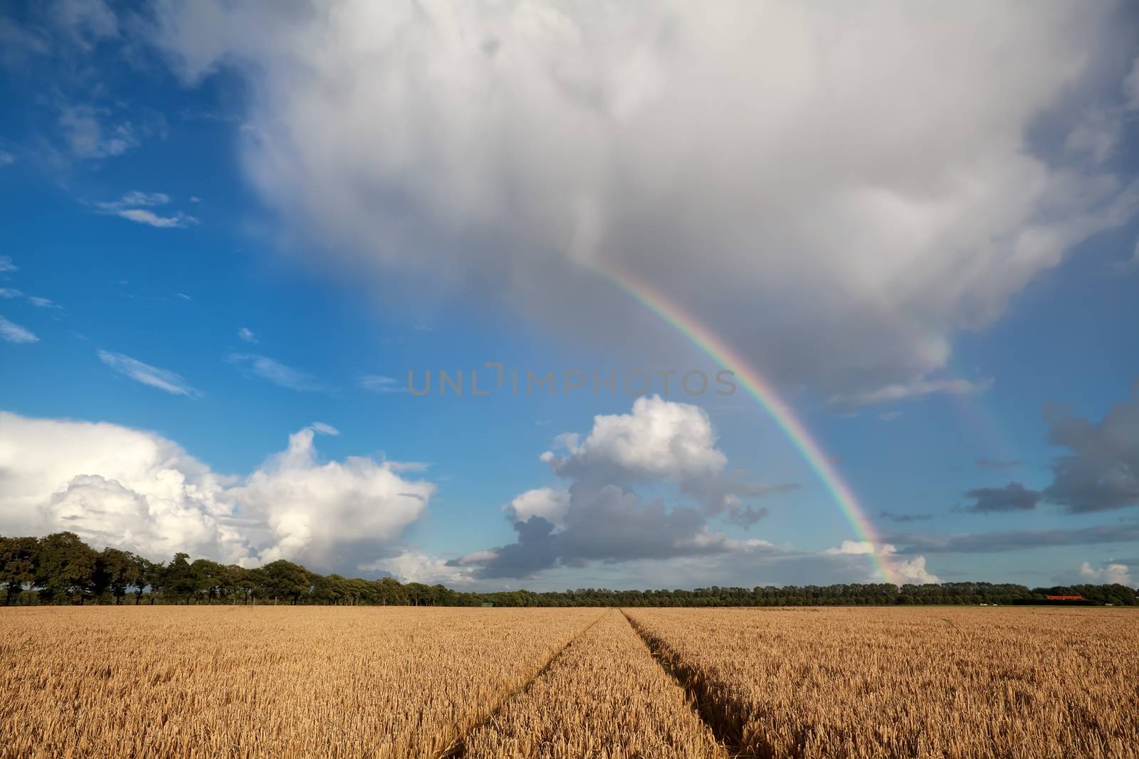 rainbow over wheat field in summer, Friesland, Netherlands