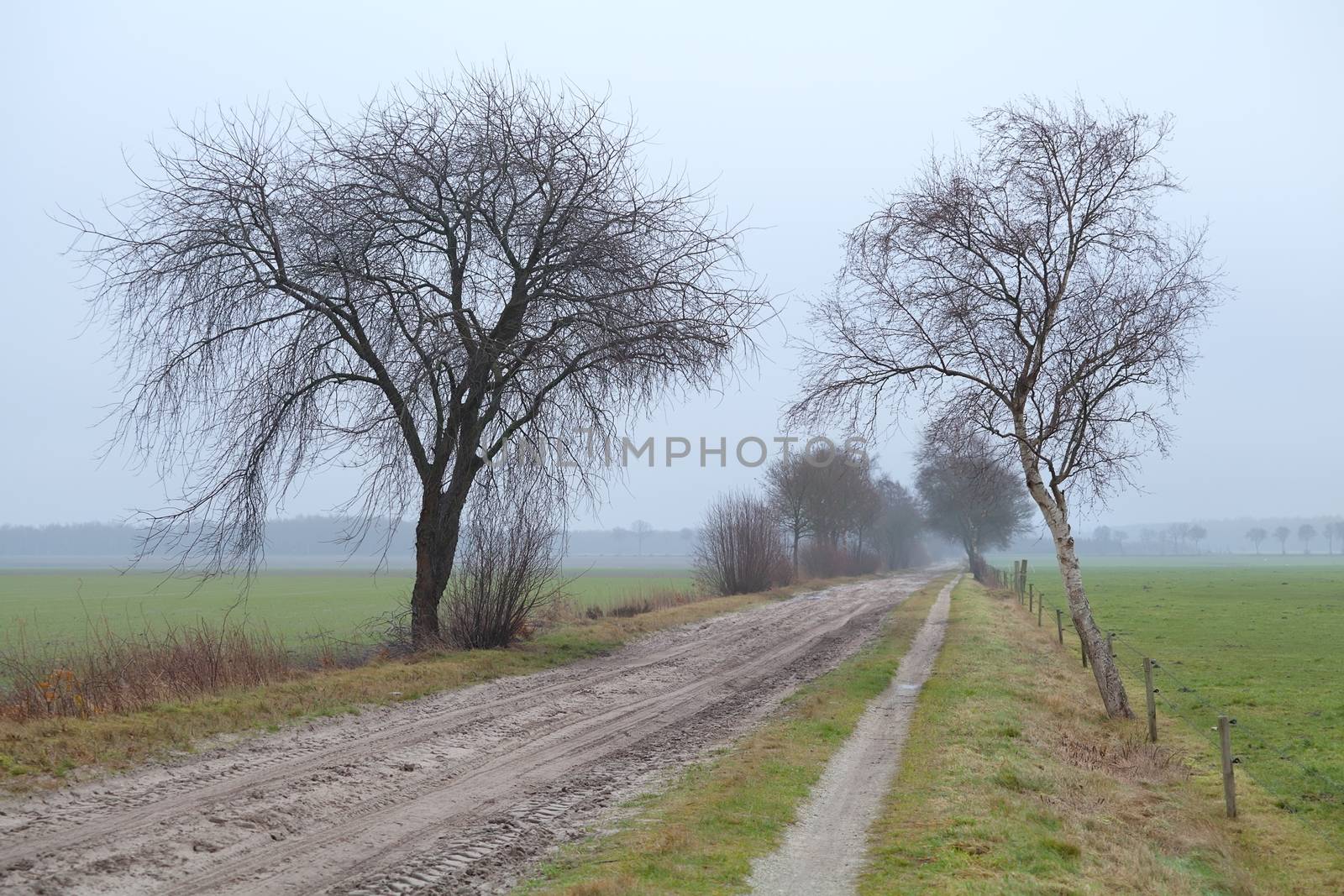 ground road between trees in fog by catolla