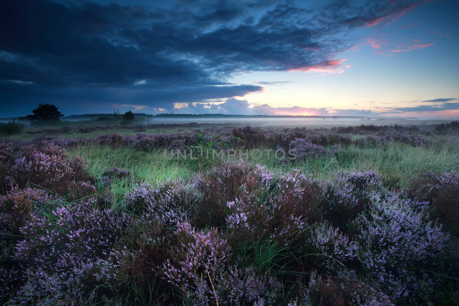 beautiful sunrise over flowering heather by catolla