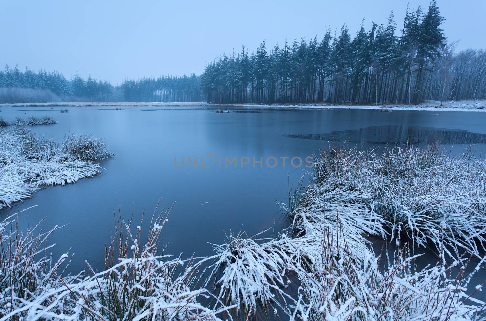cold winter morning over wild lake, Friesland, Netherlands