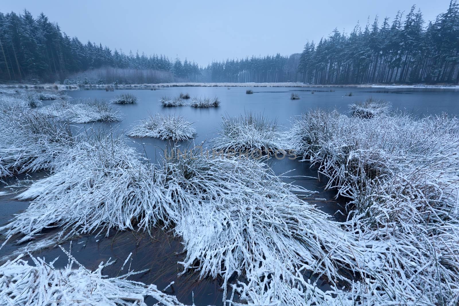 cold frosty morning on swamp in forest, Friesland, Netherlands