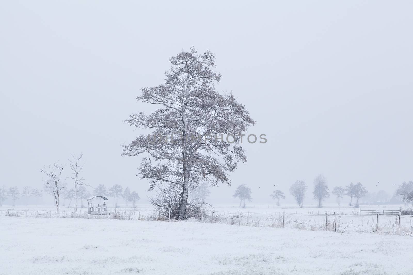 tree in snow on Dutch farmland during winter, Holland
