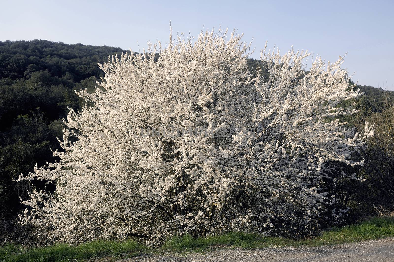 Abre white flowers by gillespaire