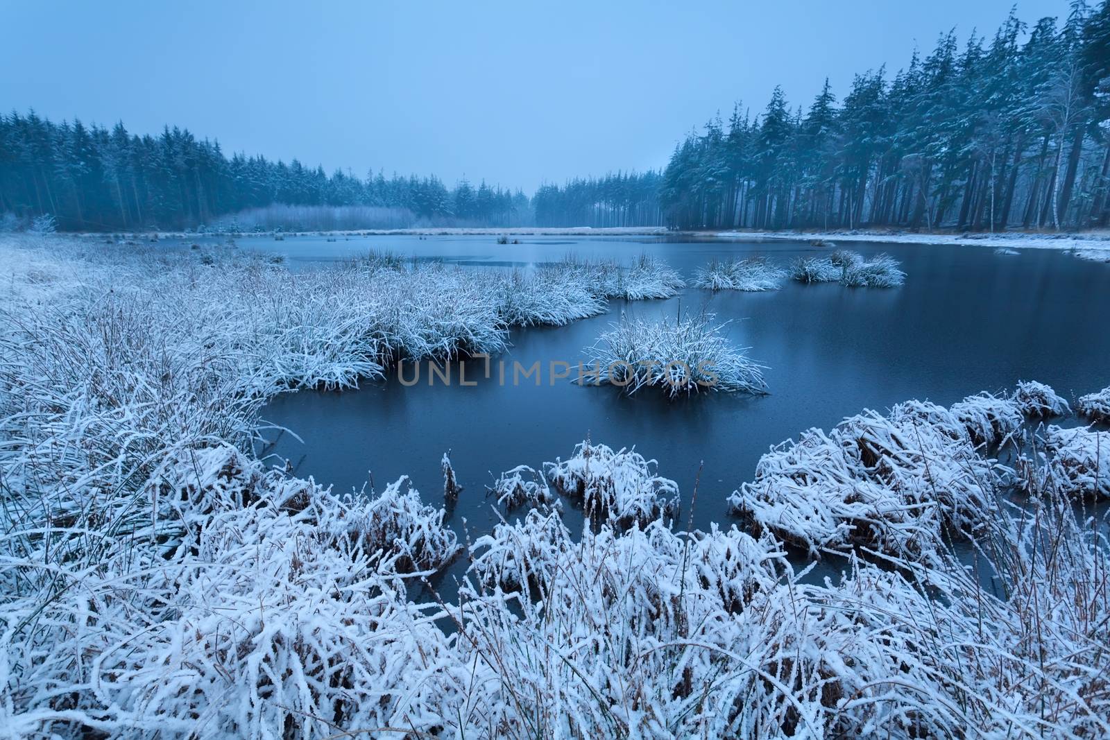 frosty winter morning over swamp by catolla