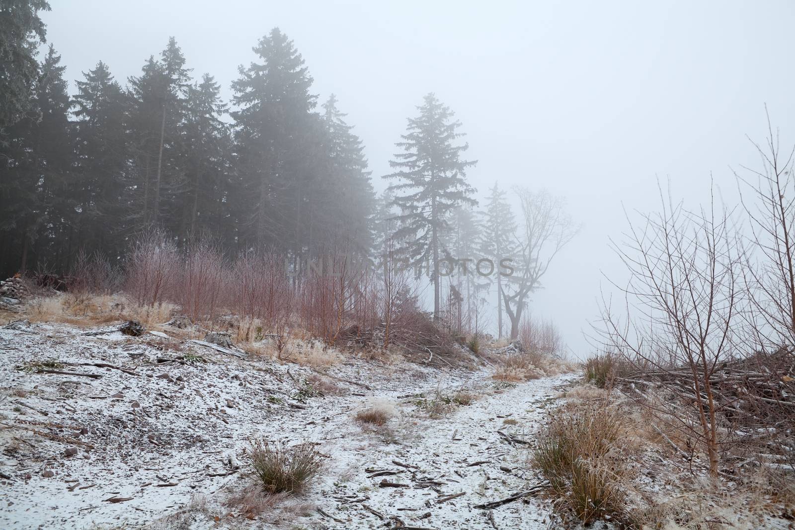 coniferous forest in winter fog by catolla