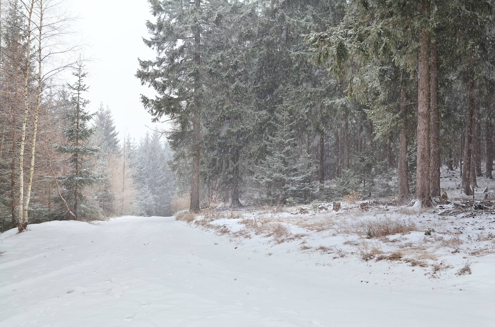 snowstorm in coniferous forest, Harz mountains, Germany