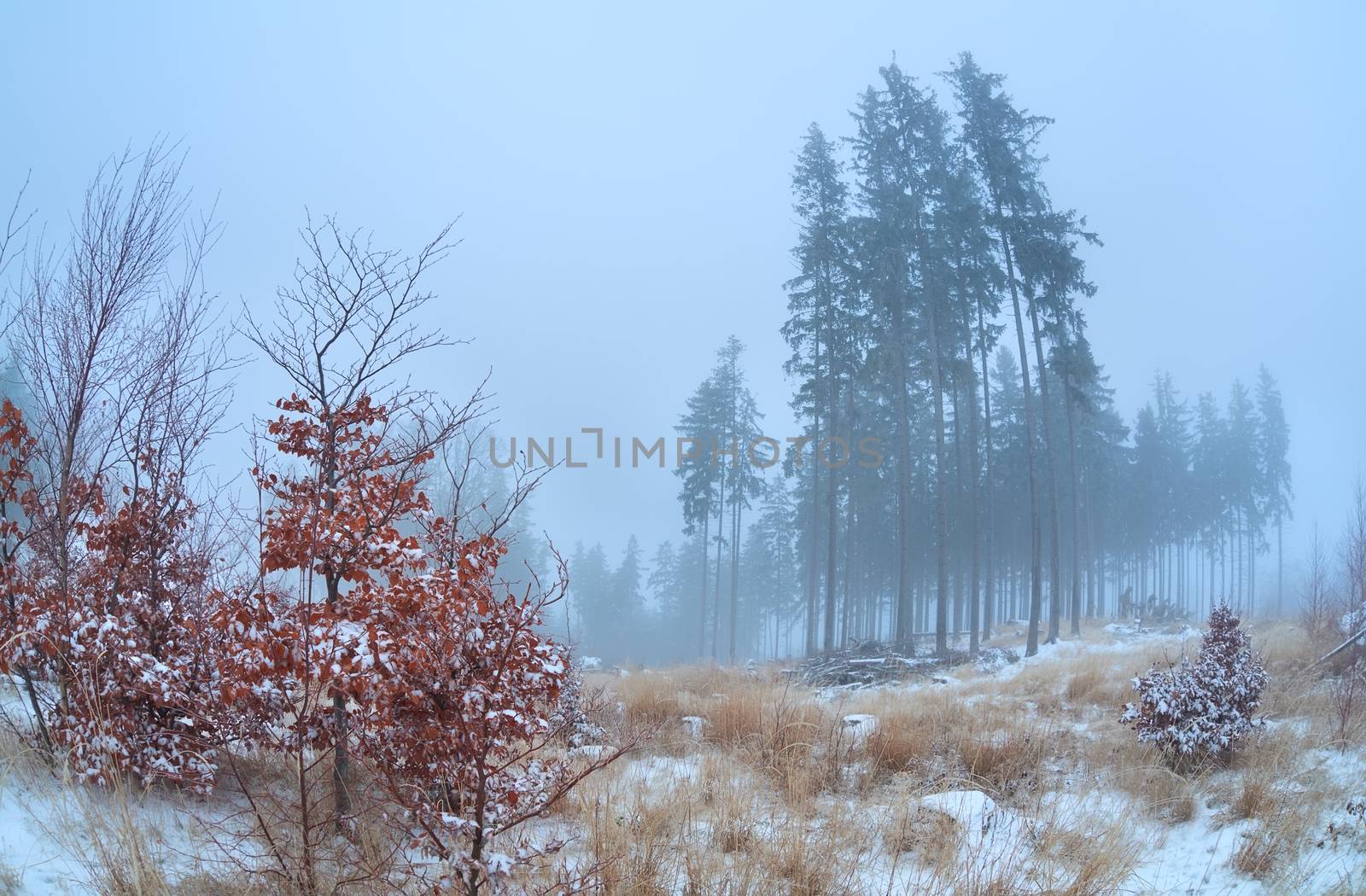 foggy morning in winter Harz mountains, Germany