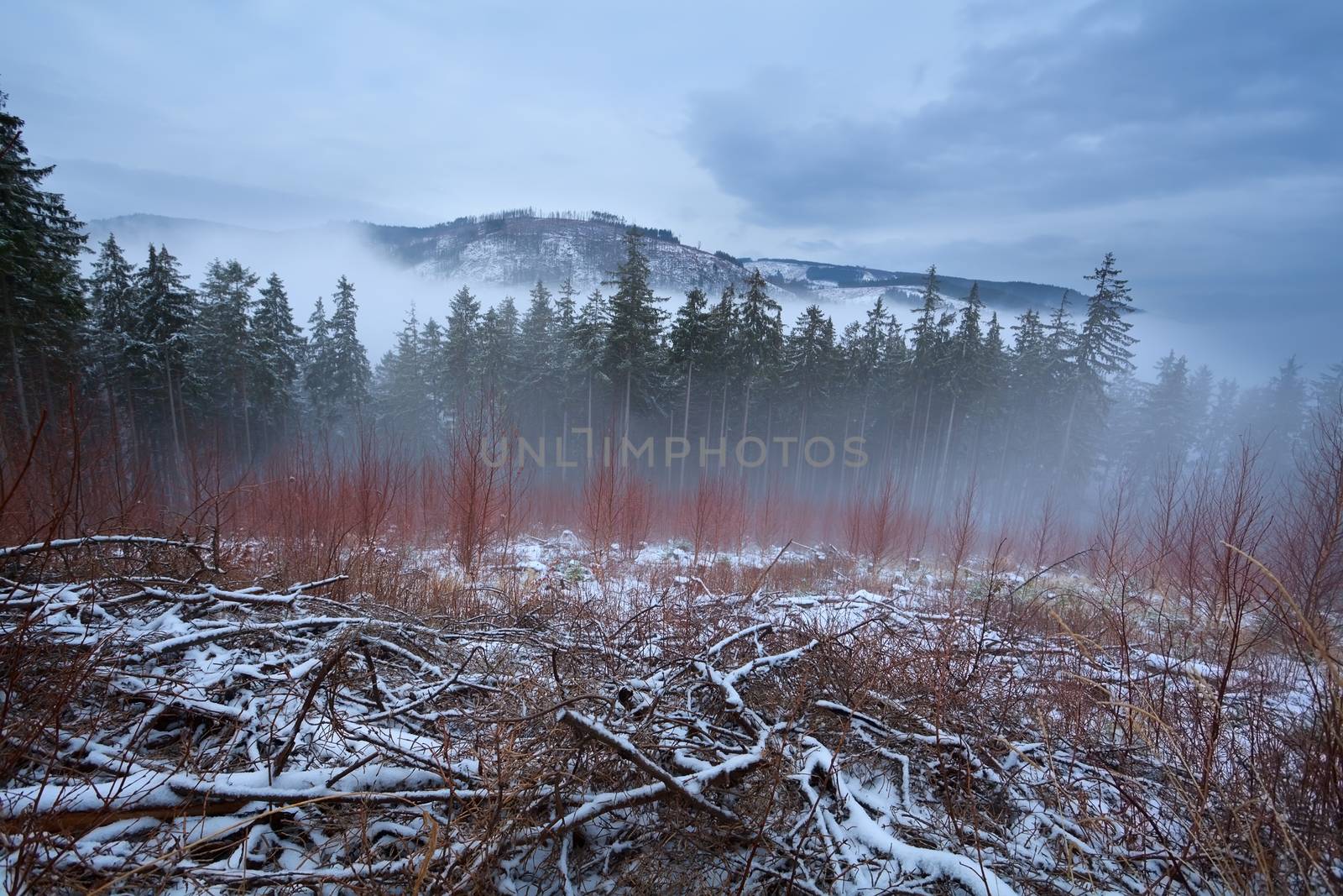 Harz mountains during misty winter day by catolla